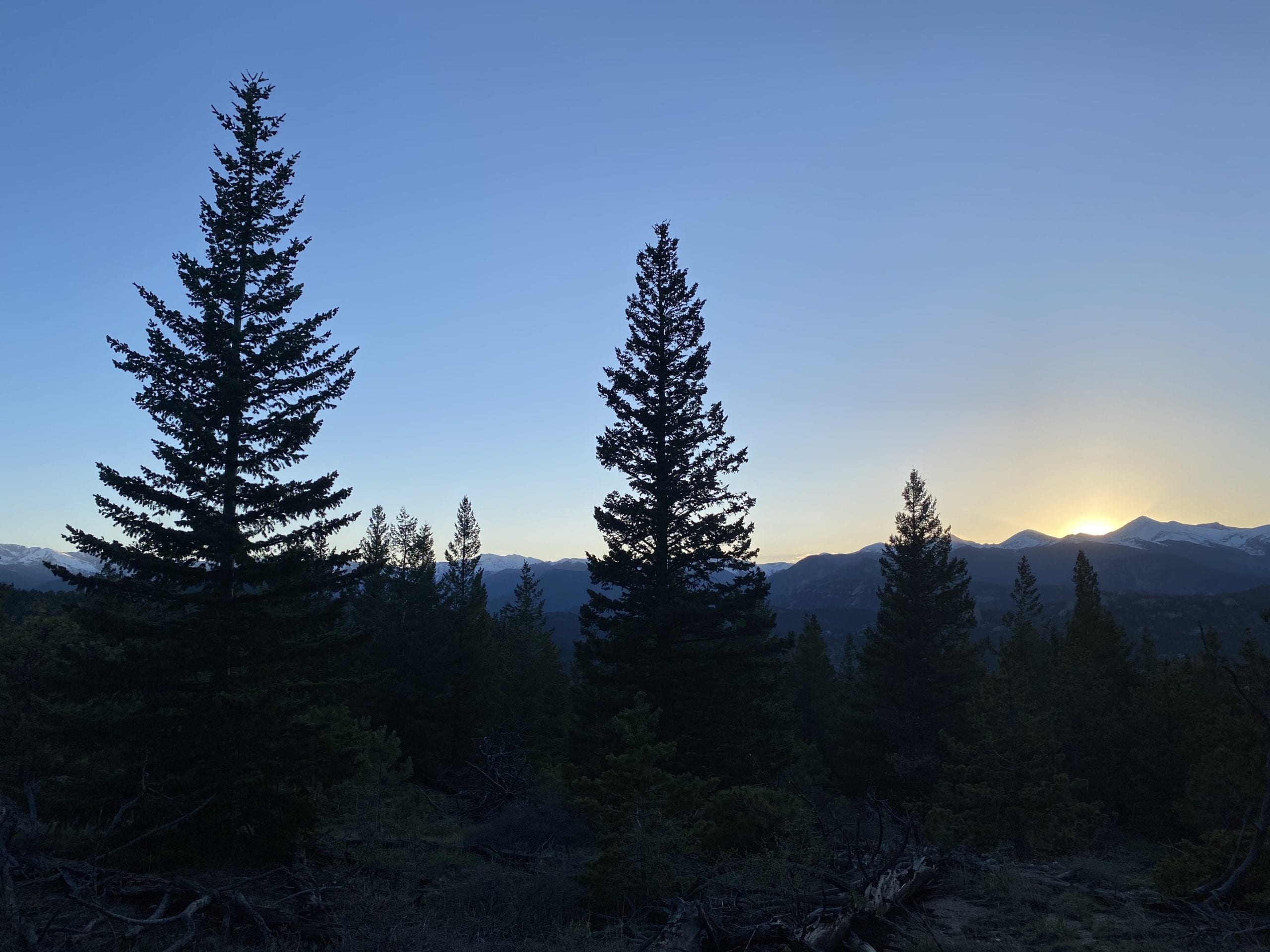 Mountain Trees